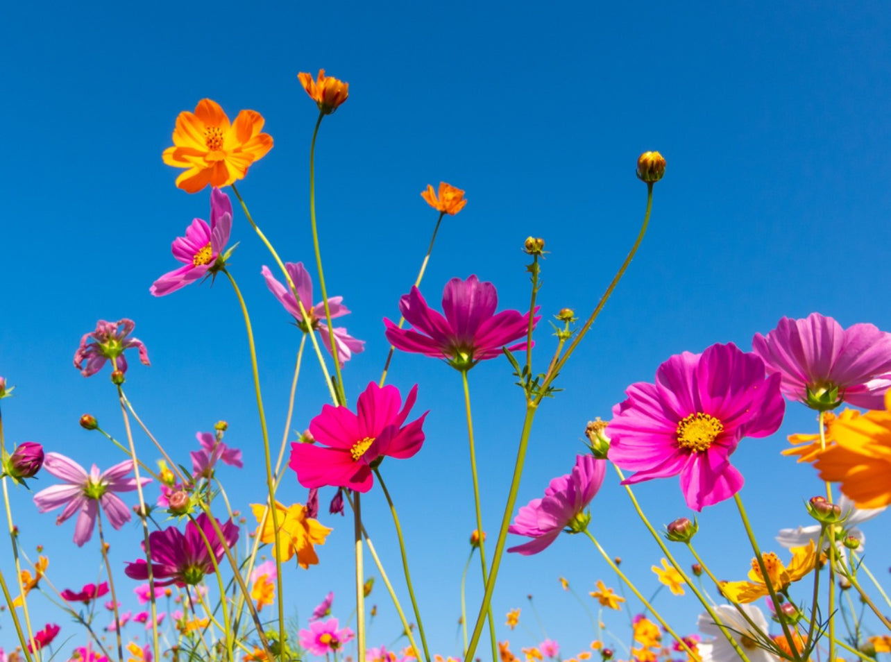 California Wild Flower Organic Oil